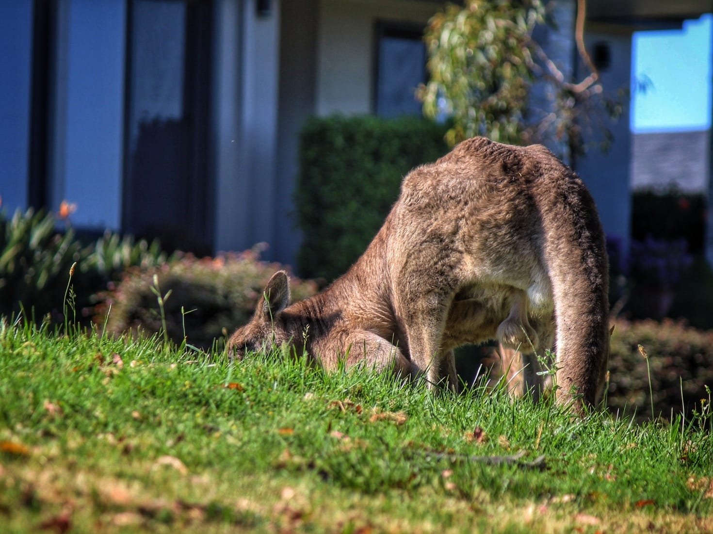 Wildlife